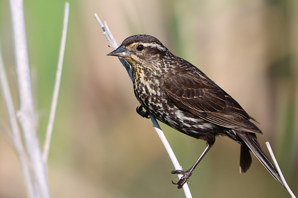 Female Red-winged Blackbird