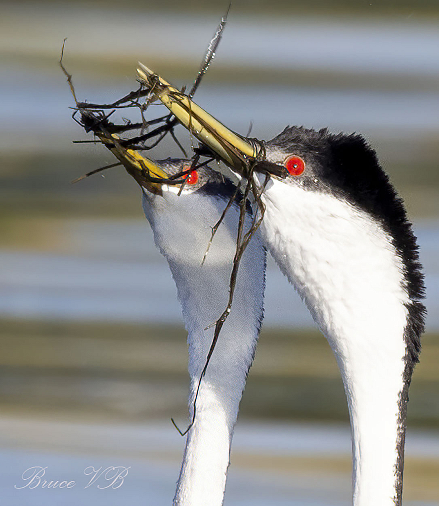 How o Grebes say I love you - with a weed