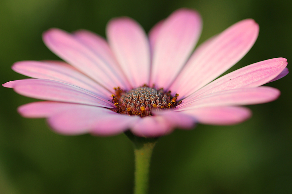 African Daisy