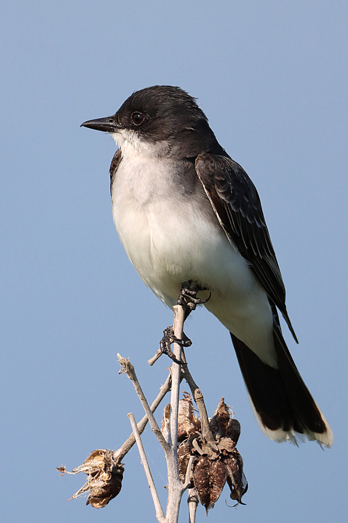 Eastern Kingbird