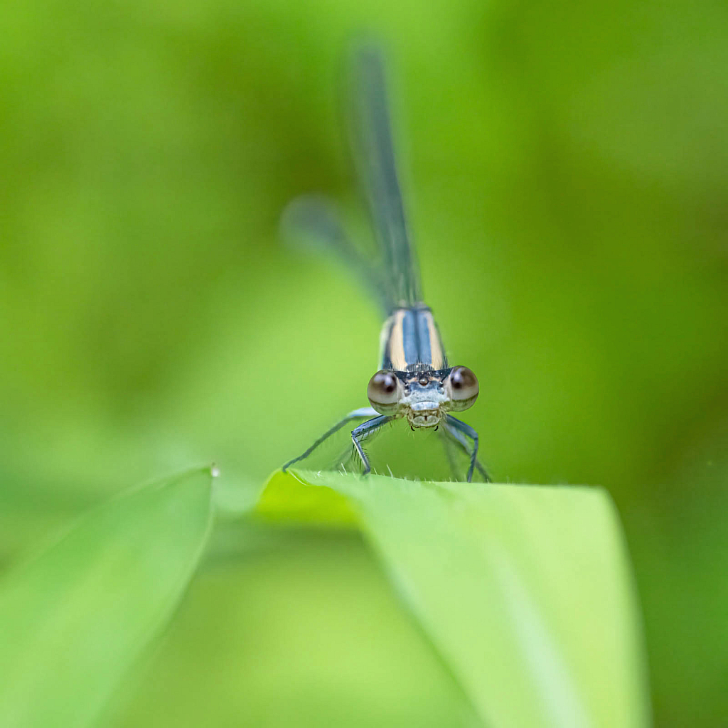 My Friend the Damselfly