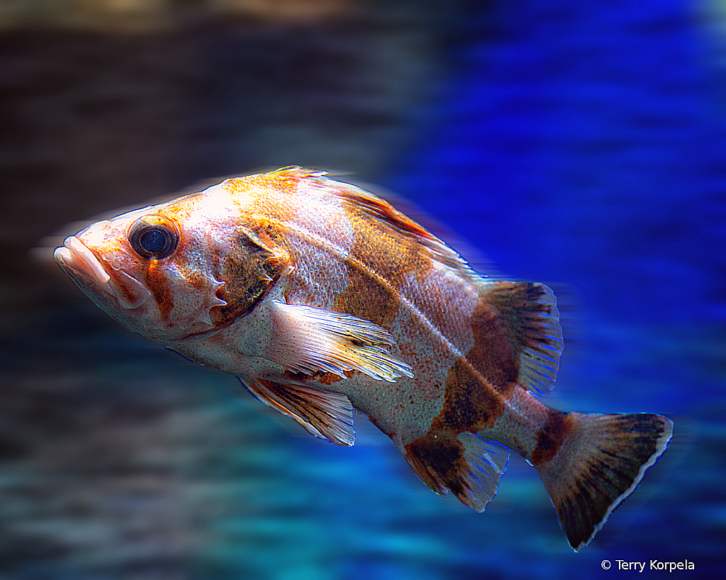 Chatanooga Aquarium