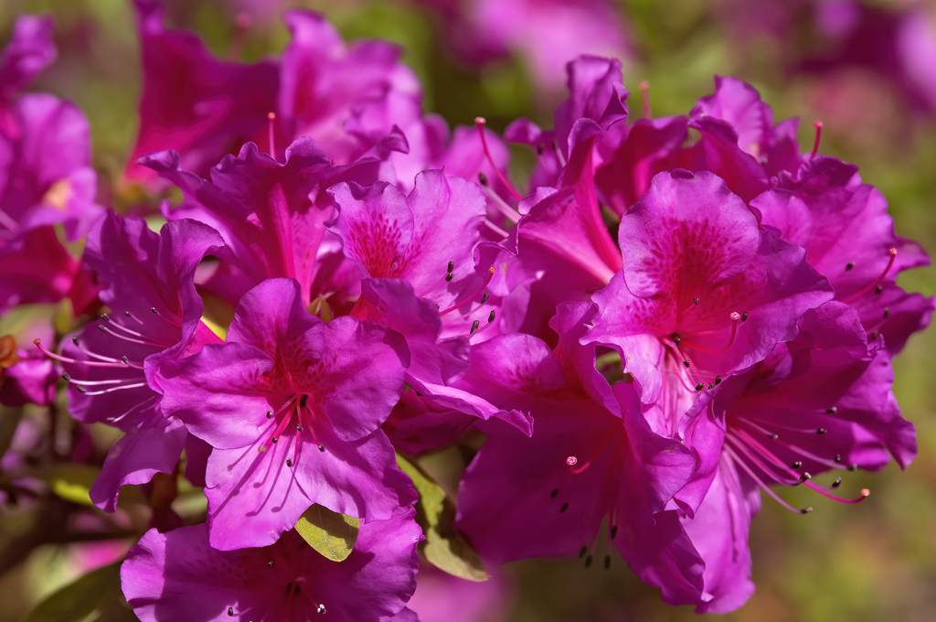 It's Azalea Time