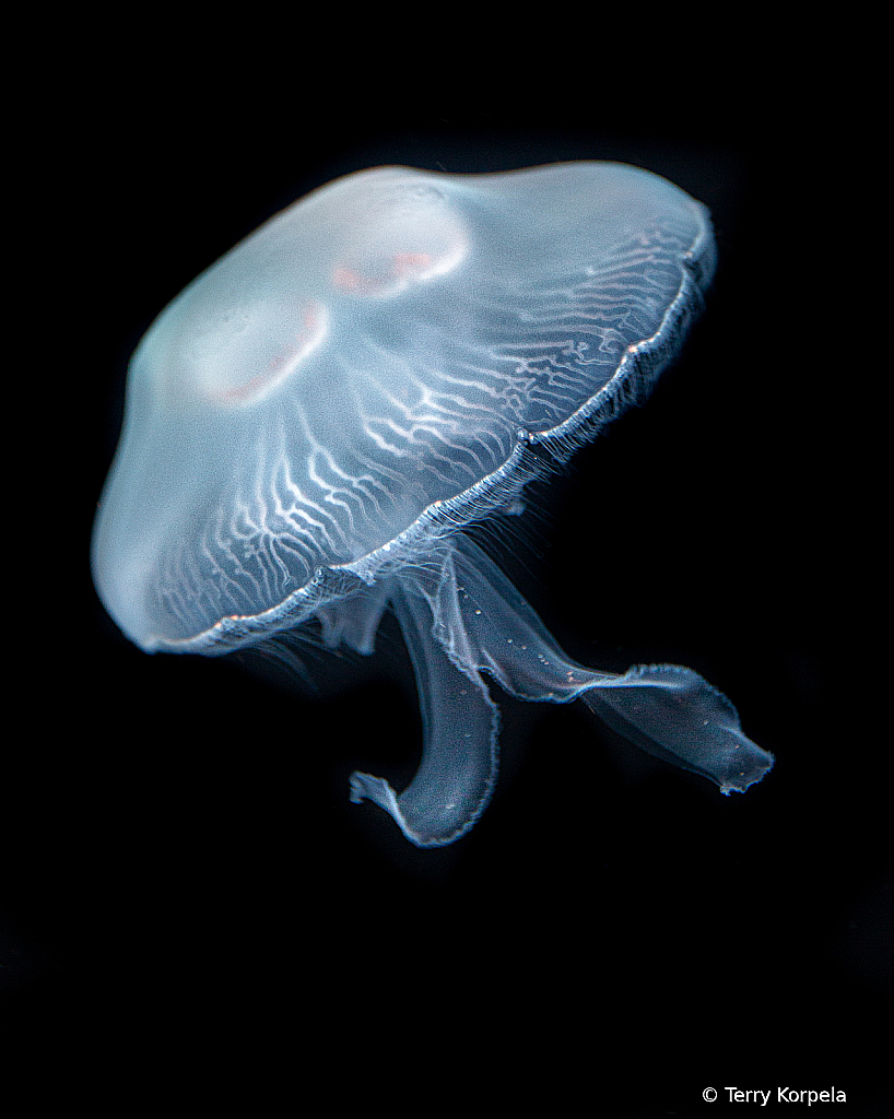 Atlanta Aquarium