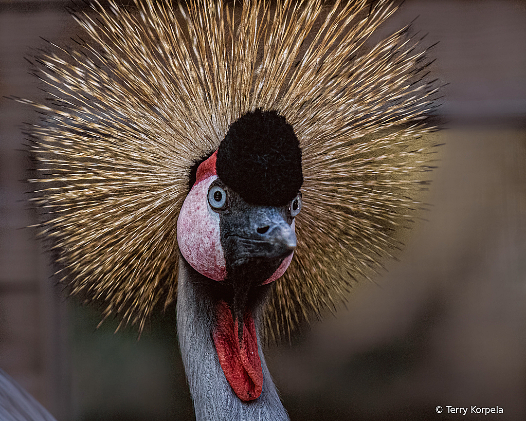 Goofy Crane!