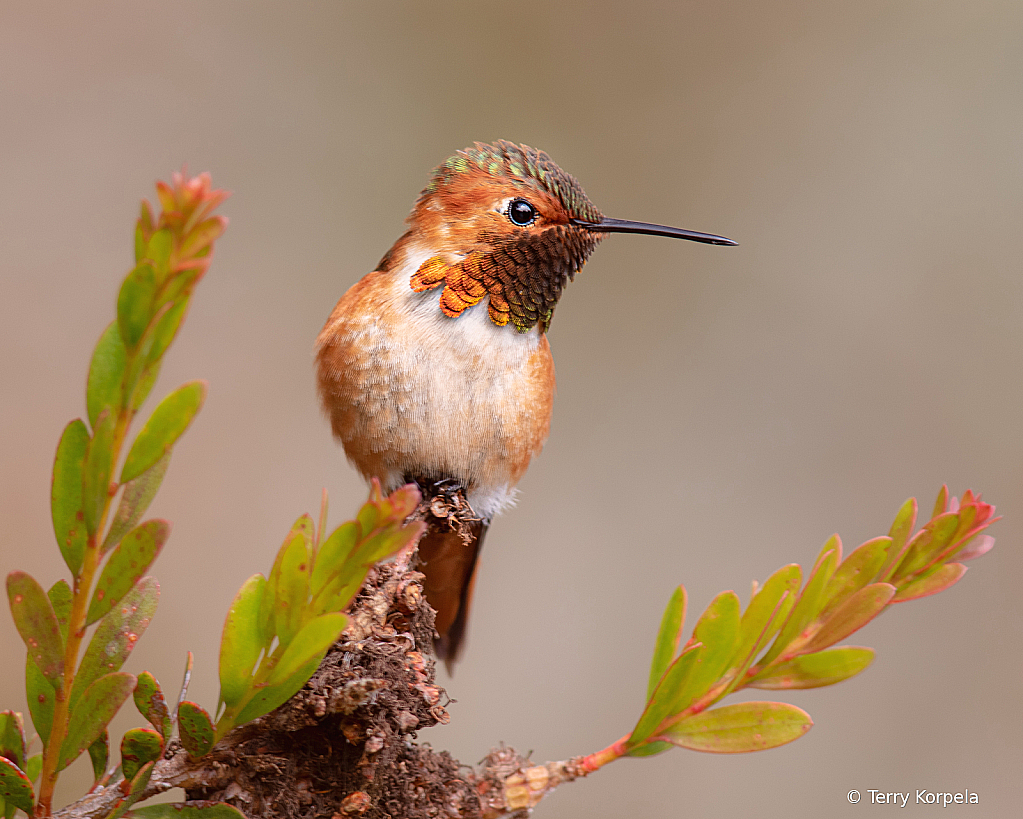 Allen's Hummingbird