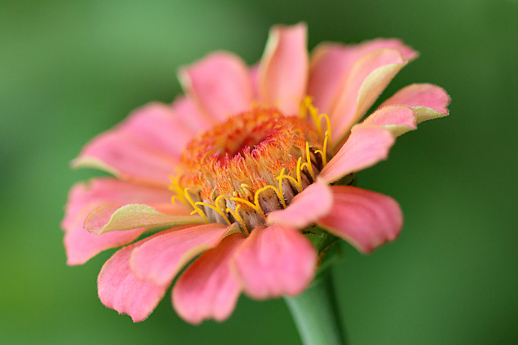 Zinnia