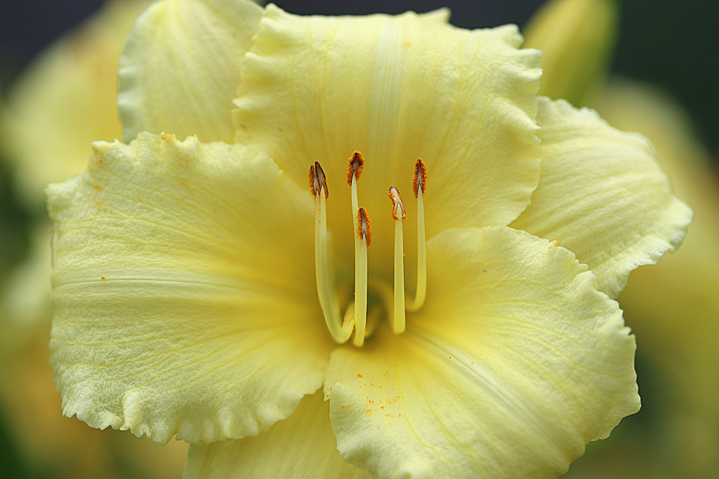Daylily