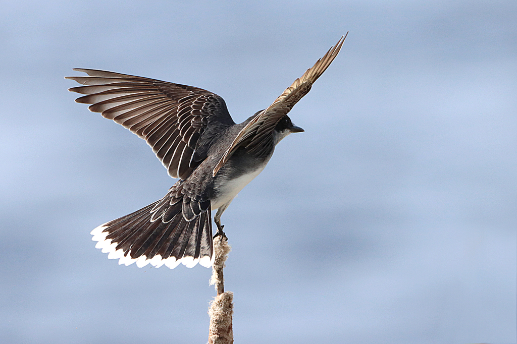 Taking Flight