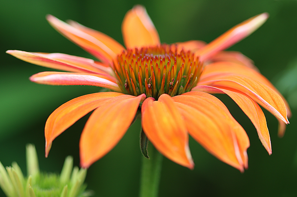 Orange Coneflower