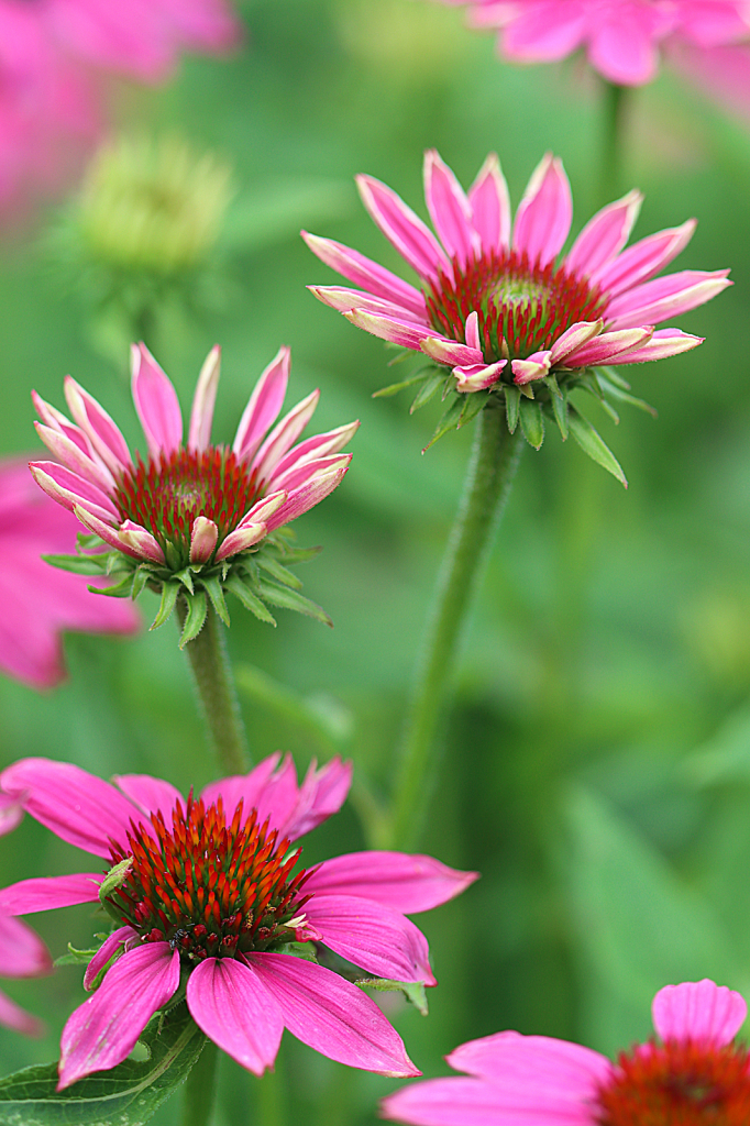 Coneflowers