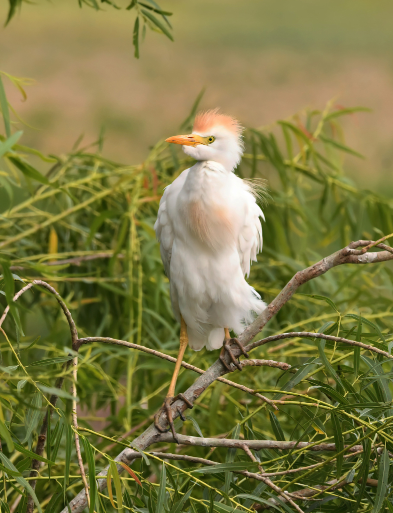 Cattle Egret