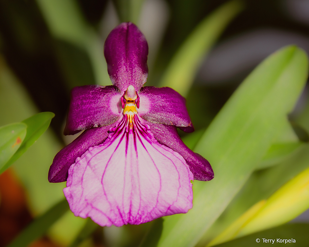 State Botanical Garden of Georgia