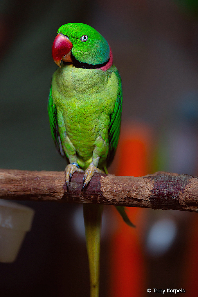 Eclectus Parrot