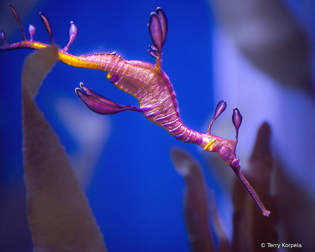 Leafy Sea Dragon