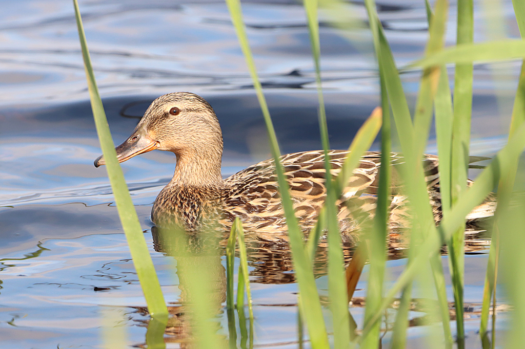 Mallard~Female