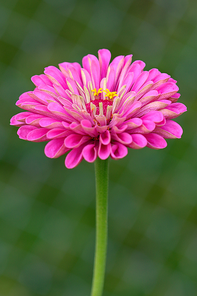 Pink Zinnia