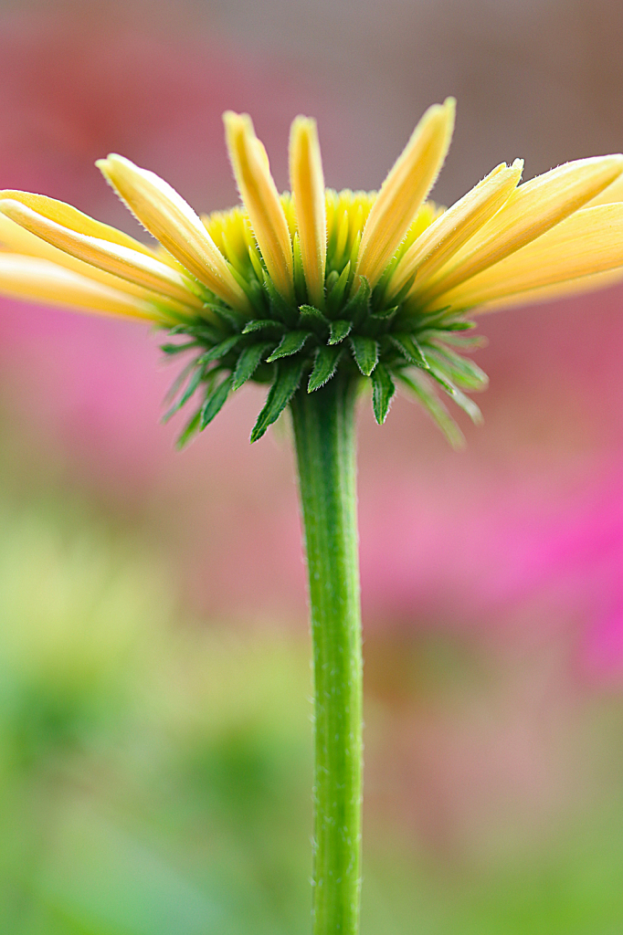 Yellow Coneflower