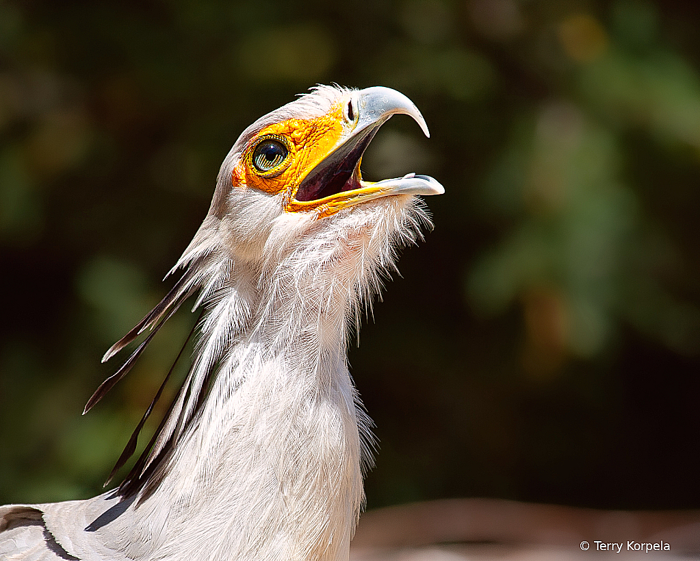 Secretary Bird 