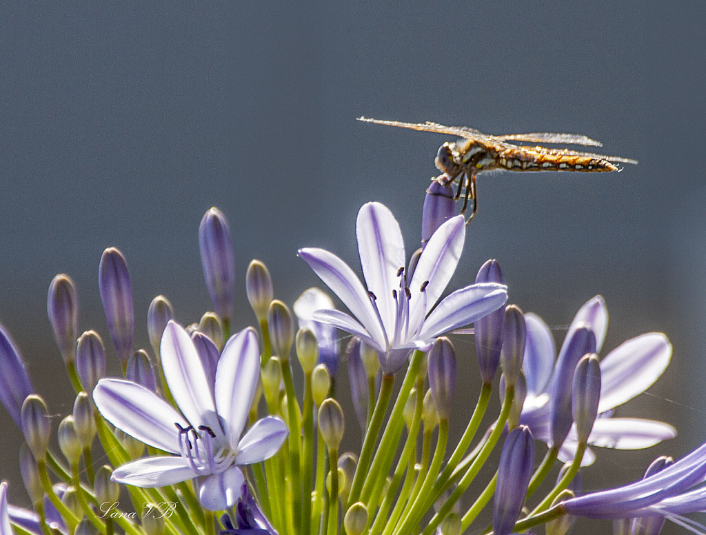 Perfect flowers and a dragonfly