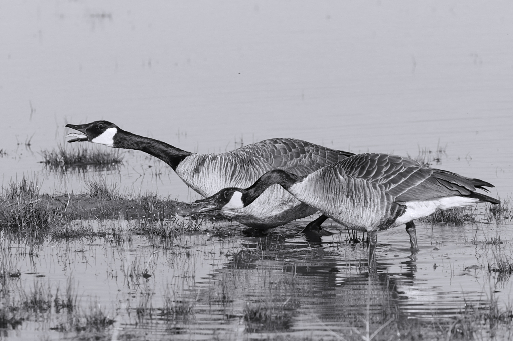 Screaming Geese