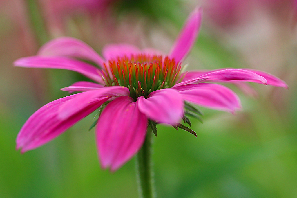 Coneflower