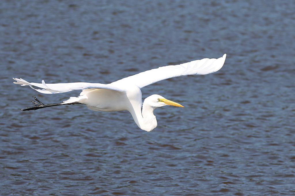 Egret in Flight