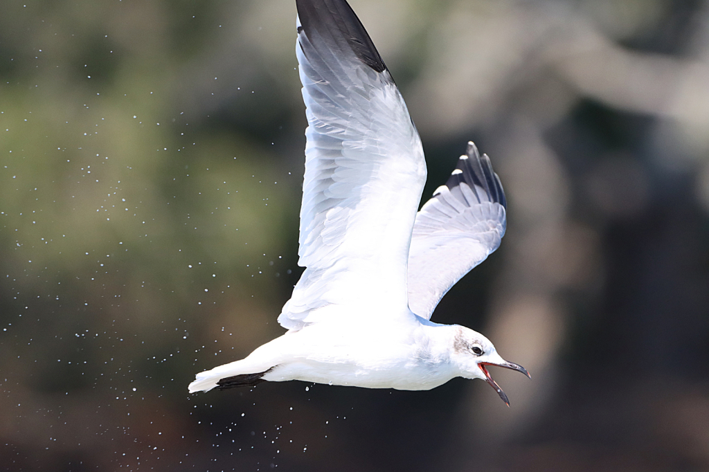 Seagull
