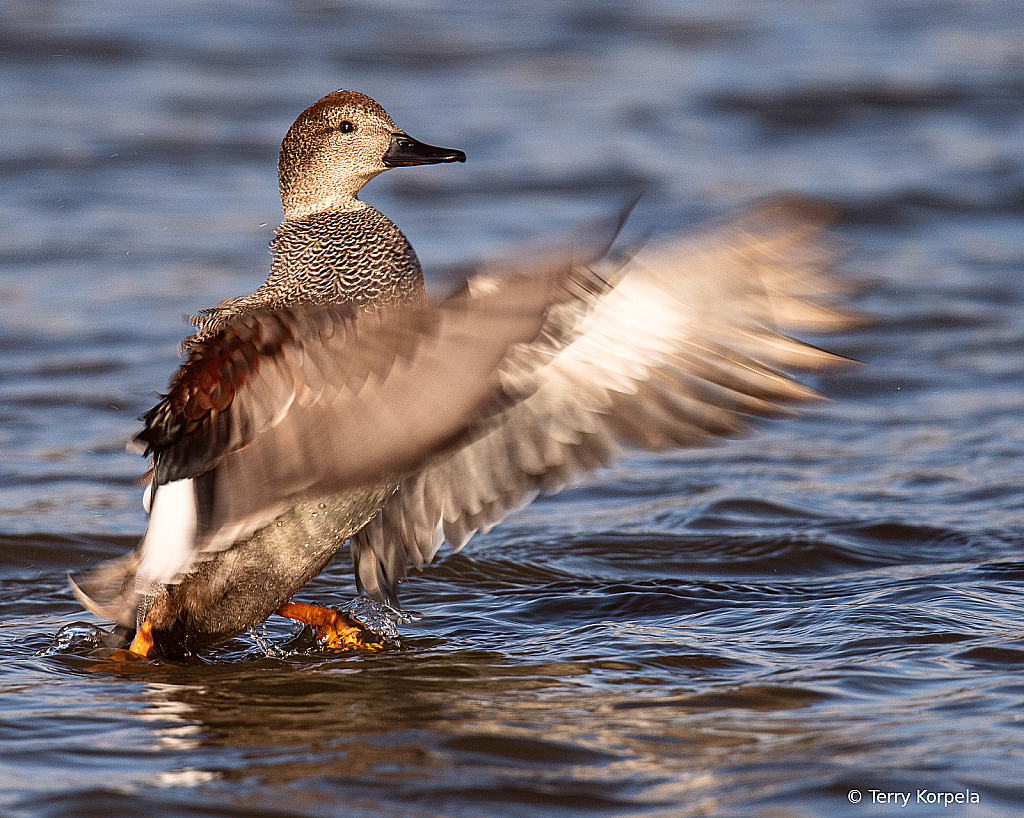 Flapping About