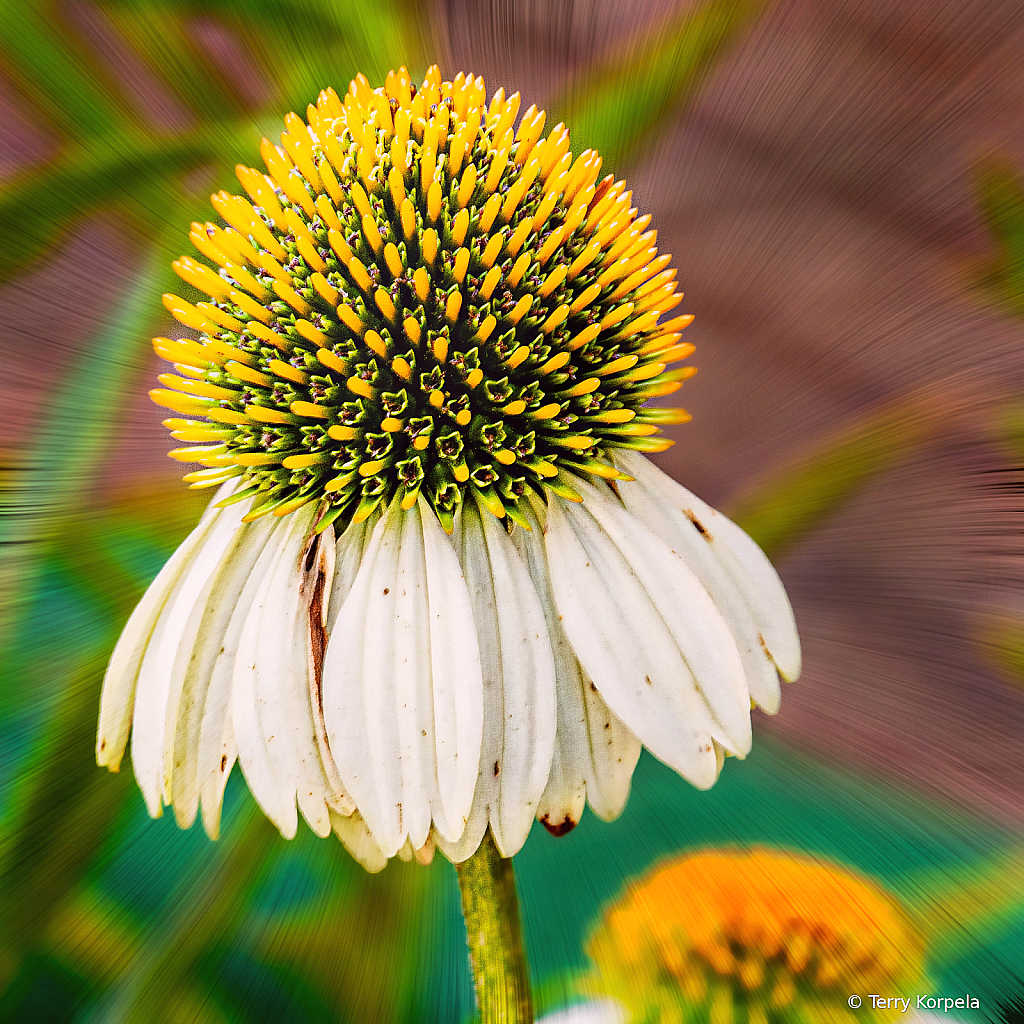 State Botanical Garden of Georgia