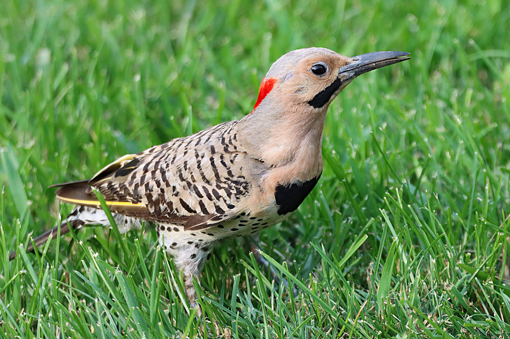 Northern Flicker 2