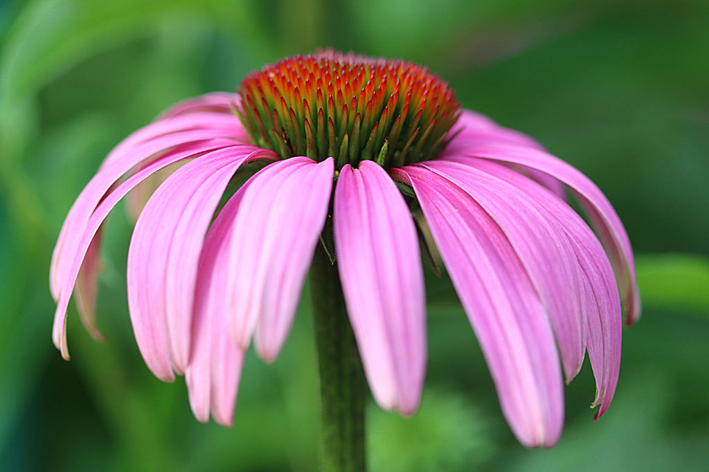 Coneflower 2
