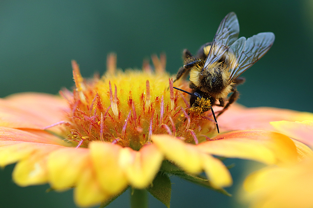 Blanket Flower Bee