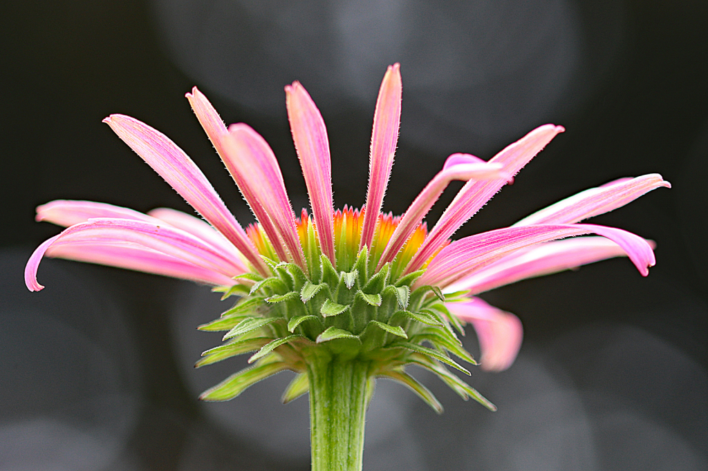 New Coneflower Bloom