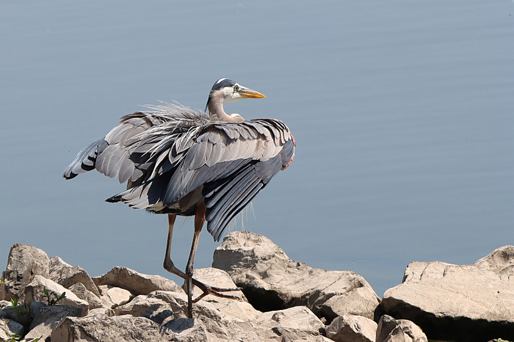 Heron Landing