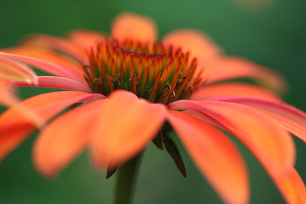 Orange Coneflower 2