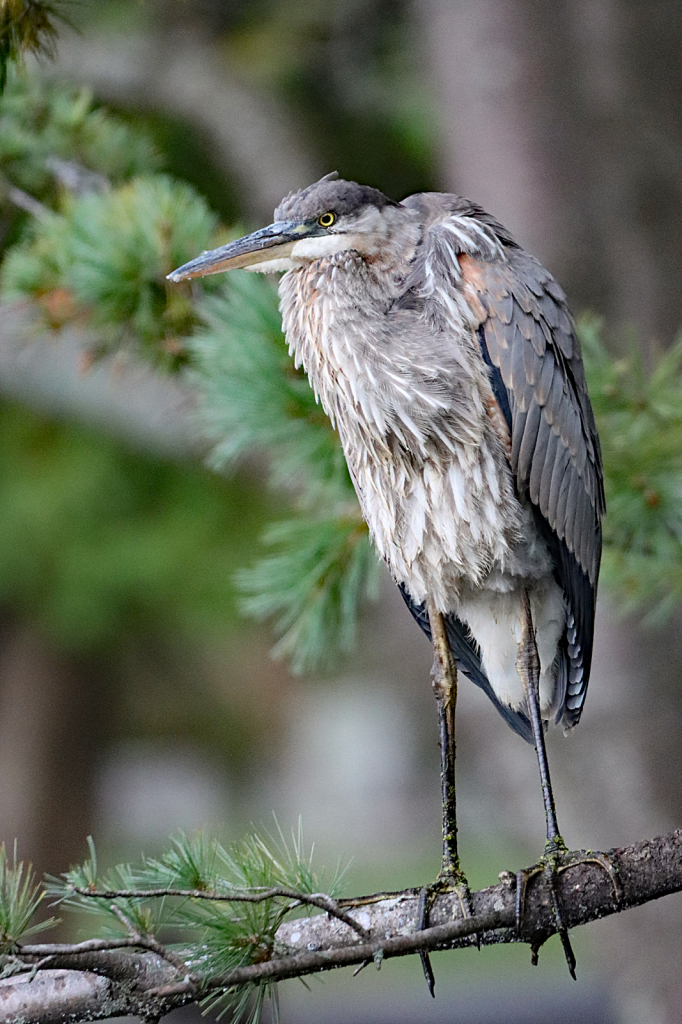 Grumpy Old Heron