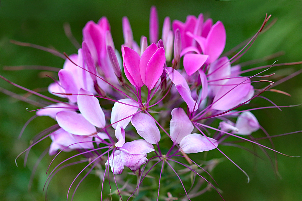 Cleome