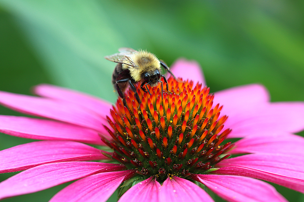 Coneflower Bee
