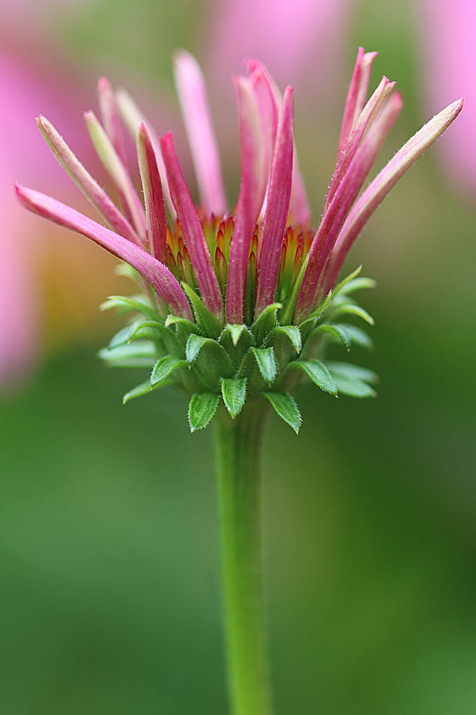 Blooming Coneflower