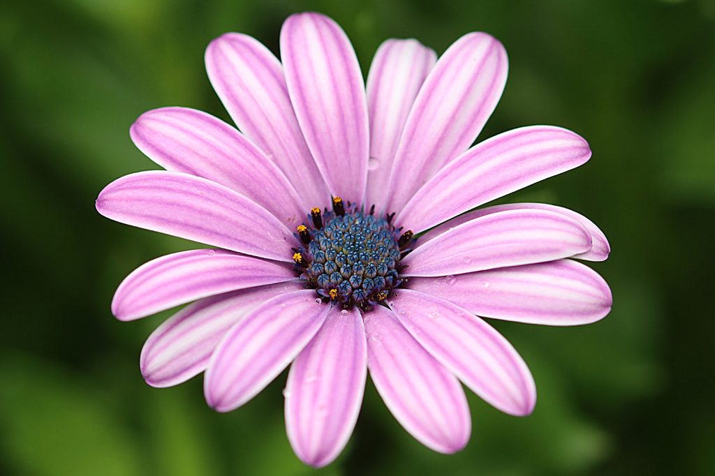 African Daisy