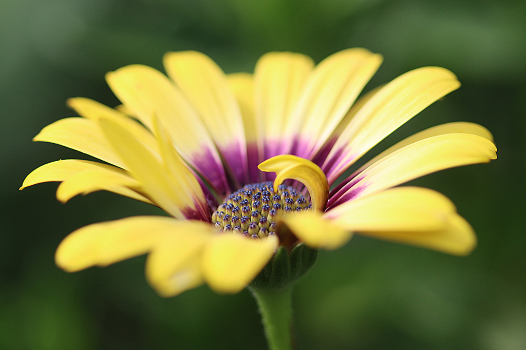 African Daisy~Yellow