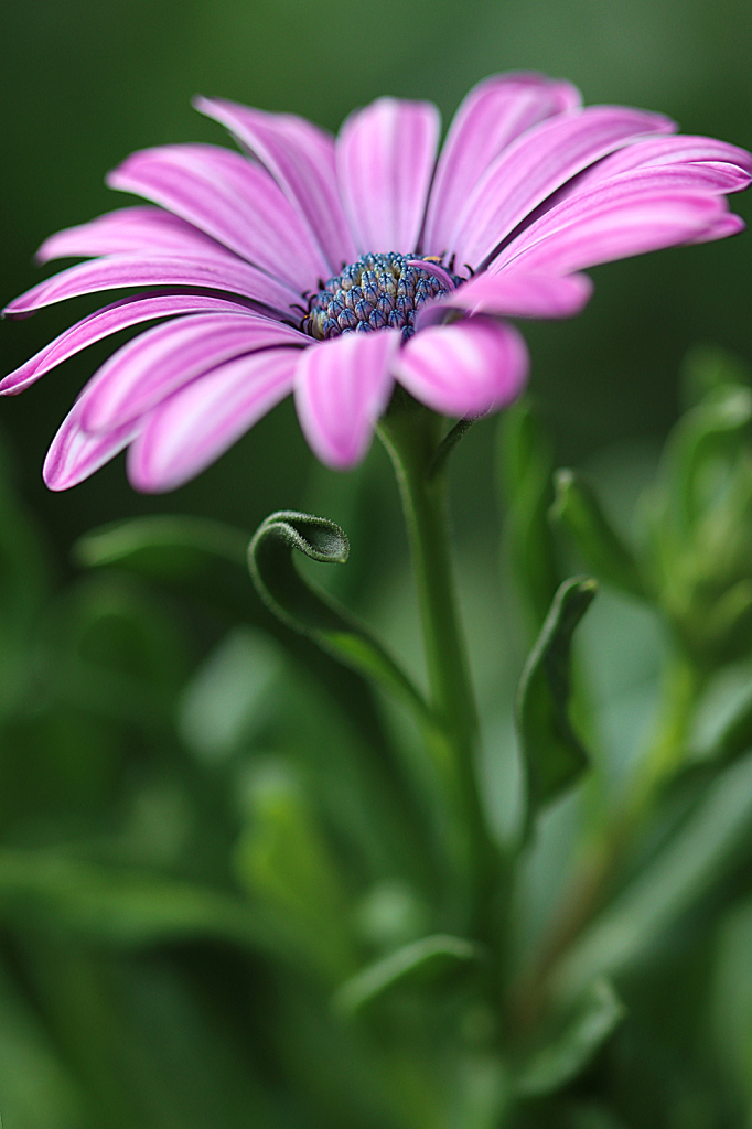 African Daisy~Purple