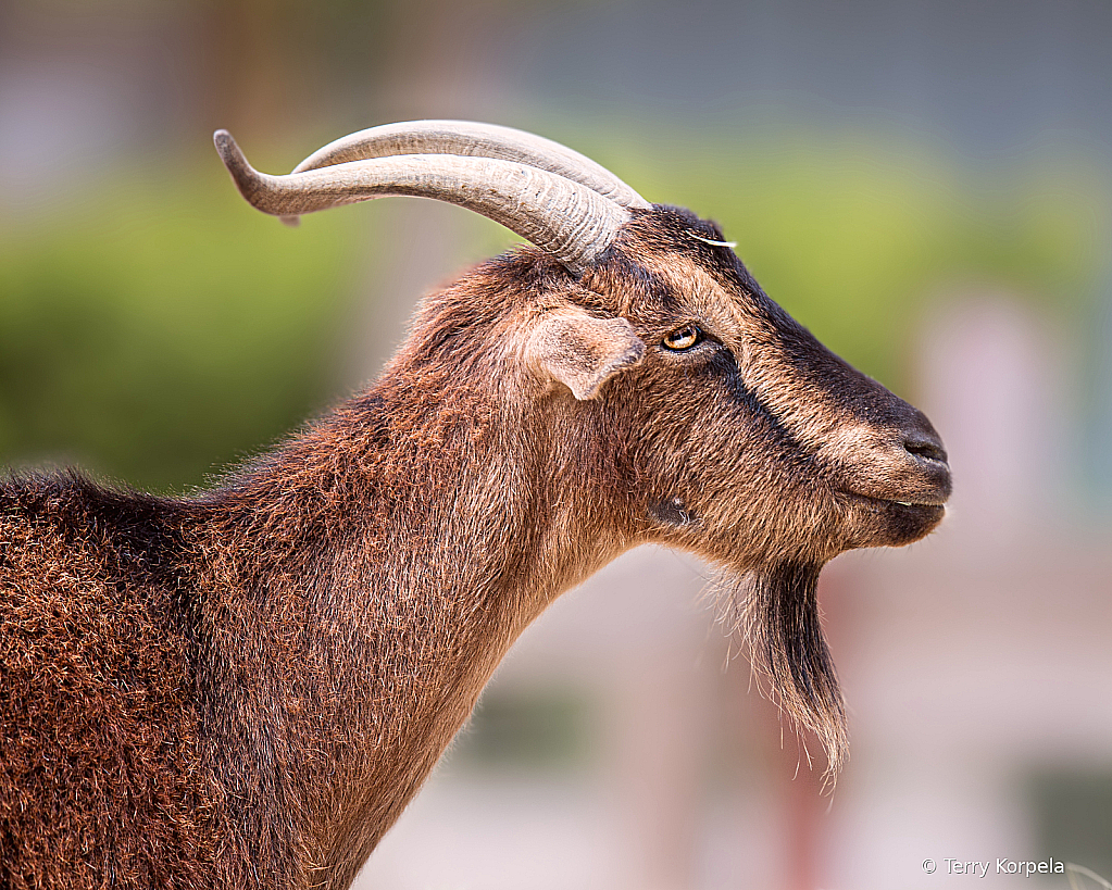 San Clemente Island Goat