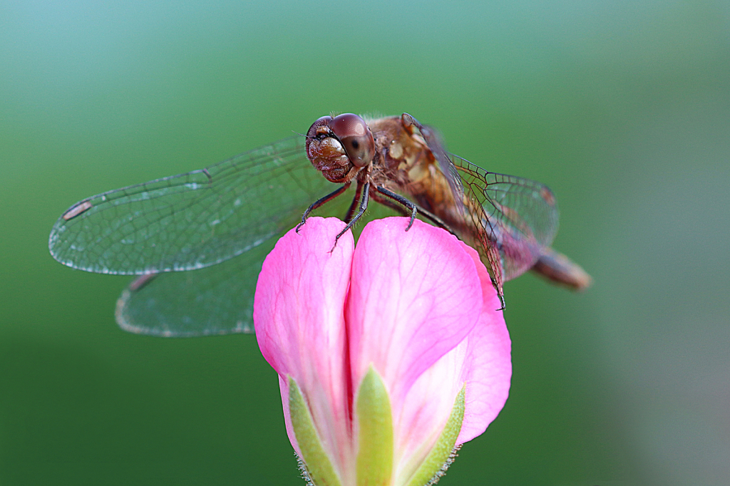 Dragonfly