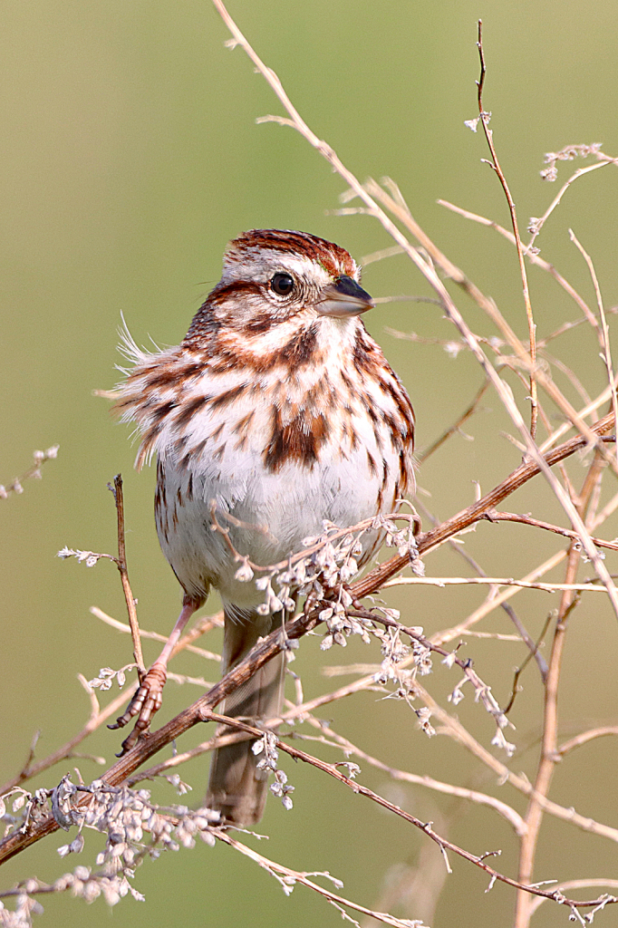 Sparrow