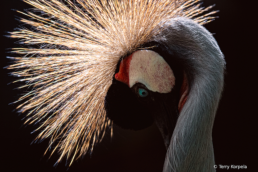 East-African Grey-crowned Crane