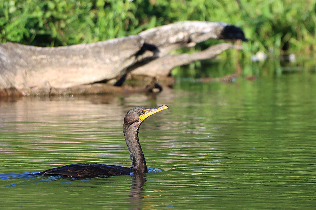 Cormorant