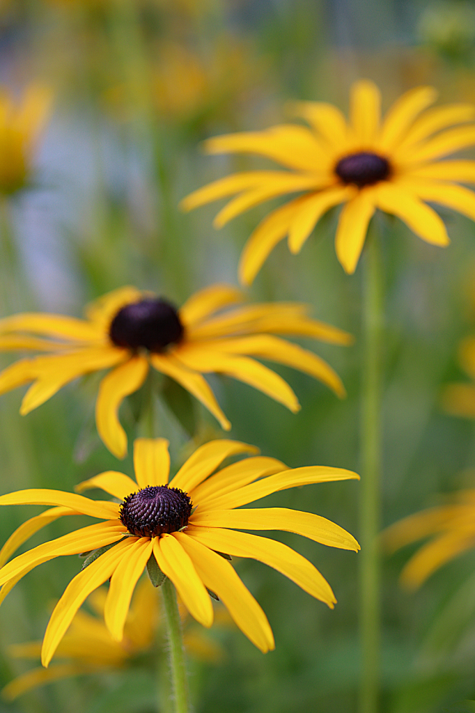 Black-Eyed Susan