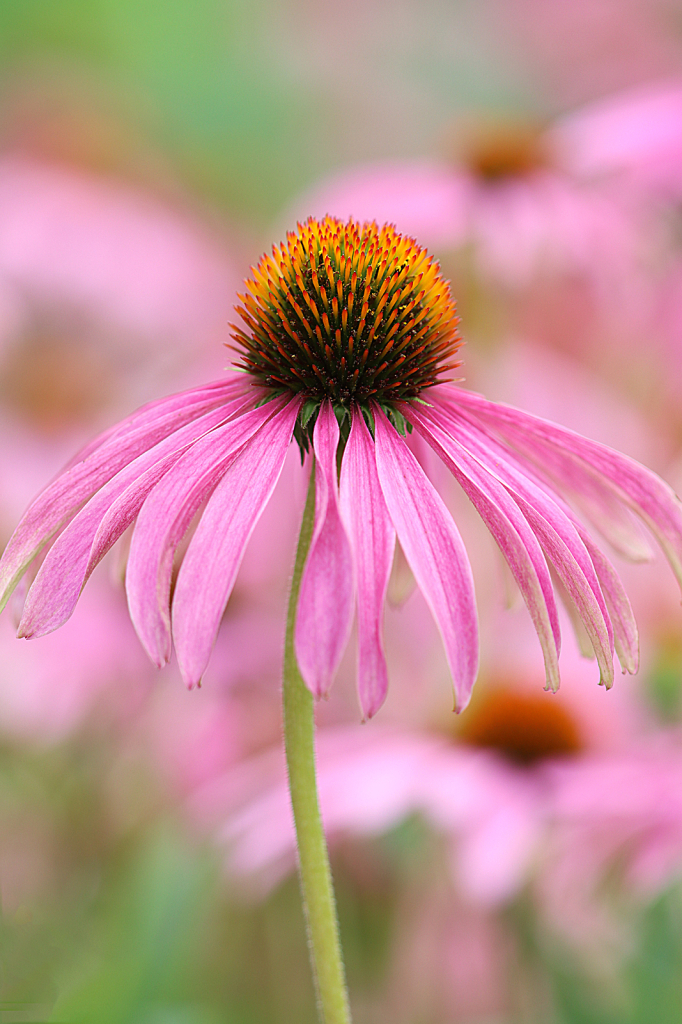 Coneflower